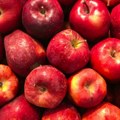 Krenula berba jabuka, proizvođači očekuju veću otkupnu cijenu