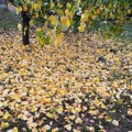 Jesenja akcija odnošenja biljnog otpada u Vrbasu