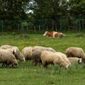 Ovčarstvo se brže razvija od ostalih grana stočarstva: Šta je sve doprinelo tome?