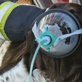 Životinje: Zagrebački vatrogasci nabavili maske za kiseonik za pse i mačke