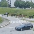 Konji iz Kragujevca ponovo osvojili srca građana Bagremara [video]