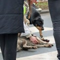 Vozač sanitetskog vozila koji je ubilo gradskog psa Donu se izvinio i zatražio oproštaj