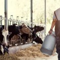Raspisan konkurs za premije za mleko za treći kvartal