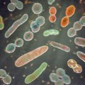 Crevna flora se nakon jedne terapije antibioticima oporavlja mesecima