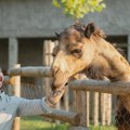 Kako su kamila Borko, alpaka Vule i družina prestenorepih lemura osvojIli srca zaposlenih (VIDEO)