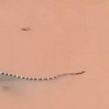 Sa farme u selo pobeglo 900 zmija: Voda do struka, a one gmižu kroz nju - uznemirujući snimci (video)