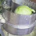 Snimak mašine koja seče kupus usijao mreže: Posao gotov za par sekundi, a ljudi pitaju: "Gde ima da se kupi?"