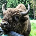Đuka i fruškogorske bizonke tokom oluje pobegli: Ubrzo svi vraćeni, ali nisu svi jeleni na broju