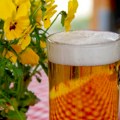 Uticaj piva na zdravlje: Naučnici došli do novih otkrića