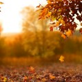 Kako suvo lišće može da pomogne životnoj sredini?