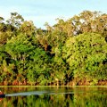 Brazil: uništenje amazonskih šuma na najnižem nivou u poslednjih devet godina