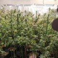 Pronađena laboratorija za uzgoj marihuane i zaplenjeno sto grama kokaina