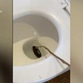 Ovo je prava noćna mora: Kad je video šta su izvukli iz WC šolje, gost hotela doslovno zanemeo (video)