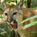 Panika u Poljskoj: Puma primećena ne severu zemlje, formiran tim za njeno hvatanje