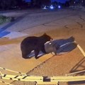 Neviđeni "lopov" upao u vatrogasnu stanicu! Kada su pogledali snimak, nisu mogli da veruju šta im je uzeo (video)
