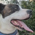 Izbegnut horor za dlaku, čopor pasa napao majku sa dvoje male dece ispred vrtića u Priboju: „Ne treba čekati da se dogodi…