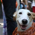 Održan drugi festival pasa svih rasa - Ulični psi!