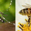 U sredu suzbijanje komaraca na području Čačka: Evo kako pčelari da zaštite svoja društva