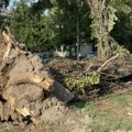 Šta će biti s drvećem koje je oboreno u Novom Sadu? Evo kakva je procedura