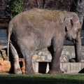 Uginula slonica Tvigi, miljenica Beogradskog zoo-vrta