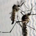 Denga groznica će postati velika prijetnja Europi, SAD-u i Africi, navodi WHO