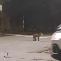Lisica kod parka u beloj crkvi: Predator uslikan pod svetlima bandera, ne obazire se automobile