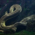 (VIDEO) Tek otkrivena, pa odmah ubijena džinovska anakonda od sedam metara