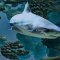 Код Будве уловљена плава ајкула тешка близу 200 килограма