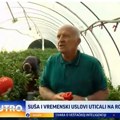 Kod Milojevića u Gornjoj Gorevnici najbolja paprika u zapadnoj Srbiji: Rod ne diktira cenu