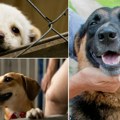 Bravo novosađani! 25 pasa pronašlo Novi dom Jul u "Zoohigijeni" protekao u znaku srećnih repića