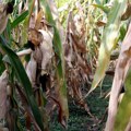 Evropski ratari na kolenima: Visoke temperature desetkovala prinos kukuruza