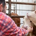 Biserka otelila 3 teleta, domaćini ponosni: "Ustajali smo i noću da ih hranimo, jedno popije 15 litara mleka"
