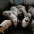 Ministarstvo: Obezbeđeno 250.000 litara dezinfekcionih sredstava za suzbijanje bolesti životinja