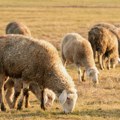 Srpski poljoprivrednici pred novim zahtevima EU, prete poskupljenja hrane? Stočari posebno pogođeni