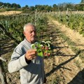 Neobičan drugi rod maline u Petnici kod domaćina Periše Majstorovića na planini Jelici: Vilamet ponovo rađa usred septembra…