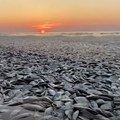 VIDEO: Desetine hiljada mrtvih riba na plaži u Teksasu