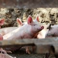 EK: Afričke svinjske kuge ne popušta, zaboravite ublažavanje mjera