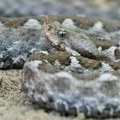 Otkrivena nova vrsta zmija: Njeno ponašanje se razlikuje od drugih