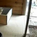 Kamera zabeležila nemoguće Mačka i kobra u borbi do smrti – pobednik vas neće ostaviti ravnodušnim! (video)