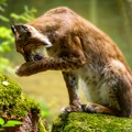 Danski zoo vrt pozvao građane da doniraju neželjene ljubimce kako bi nahranili risove
