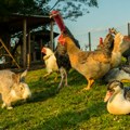 Rekordan izvoz živih životinja iz Srbije: Ode najviše goveda i kokošaka, a prodajemo i zmije, guštere i iguane