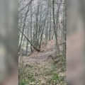 Neverovatan prizor u šumama kod Ivanjice! Lovci krenuli na divlje svinje, a onda su im one izletele pred oči: "Odmah smo…