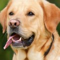 Kaligula konja proglasio senatorom, Bugari psa poslanikom: Labrador postao "stalni član" parlamenta zbog svog vlasnika