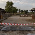 Otkazan rumski vašar: Afrička kuga svinja zaustavila jednu od najstarijih manifestacija u Sremu