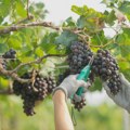 Mond: Ovogodišnja berba grožđa u Francuskoj ugrožena sušom