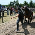 Konji izvlačili balvane: U selu Cvetke kod Kraljeva održana tradicionalna Štraparijada