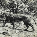 Da li je javanski tigar još uvek u divljini: Indonezija u potrazi za više dokaza