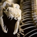 Otkriveni fosilni ostaci jedne od najvećih zmija koja je ikada živela