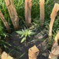 Meštanin Bača u dvorištu imao deset stabljika marihuane - dobiće krivičnu prijavu