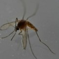 Na Islandu prvi put ikada otkriveni komarci, uslijed klimatskih promjena